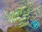 Mobile Preview: Potamogeton natans - schwimmendes Laichkraut